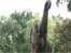 VIDEO: Indonesia zoo app 'to tackle image'