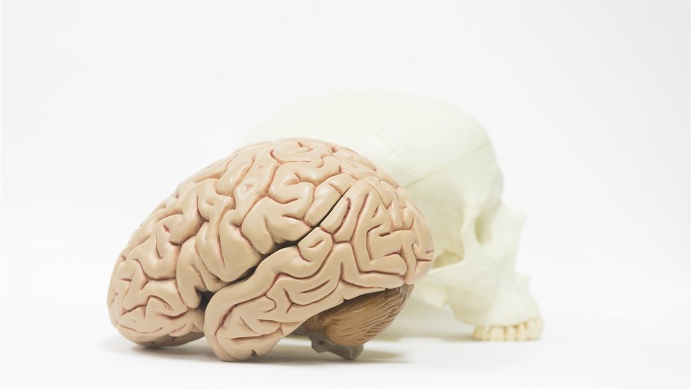 Cerebro