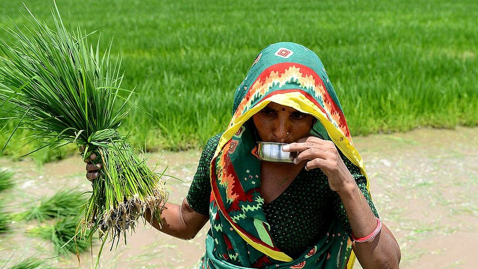 क ष क न न ज य द ज म न कम प द व र क य कर क स न क फ सल लहलह उठ Bbc News ह द