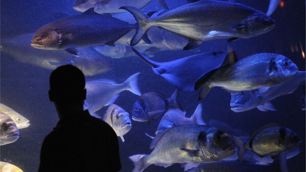 Acuario