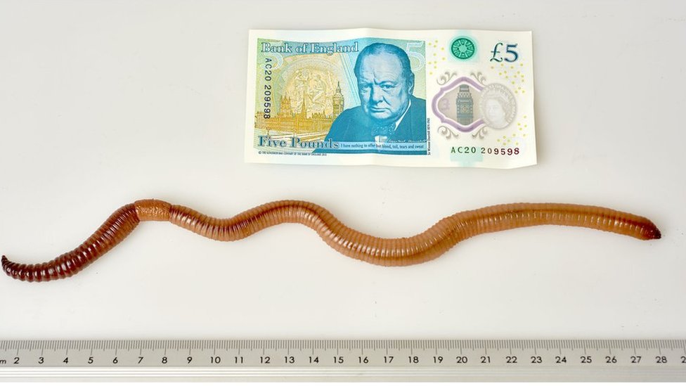download biggest earthworm in the world