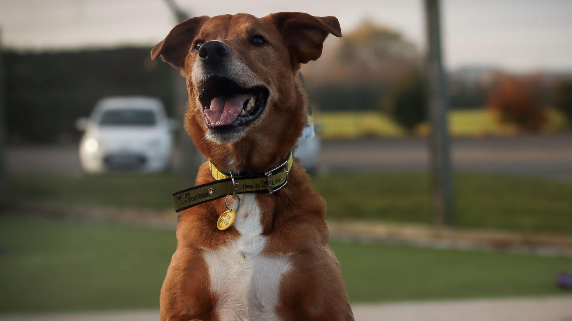 East midlands hot sale dogs trust