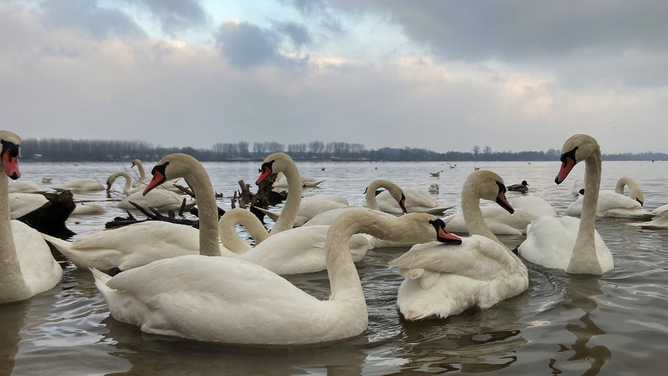Srbija i književnost: „Nežan, duhovit i pun znanja", preminuo književnik David Albahari 4 labudovi na zemunskom keju