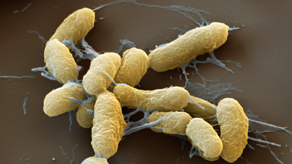Бактерии чумы, Yersinia pestis