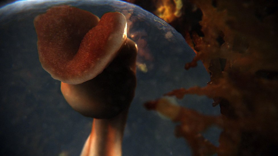 Ilustración de un embrión humano de 3 semanas. Ilustración de un embrión humano de 3 semanas.