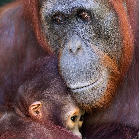 Una orangután con su cría