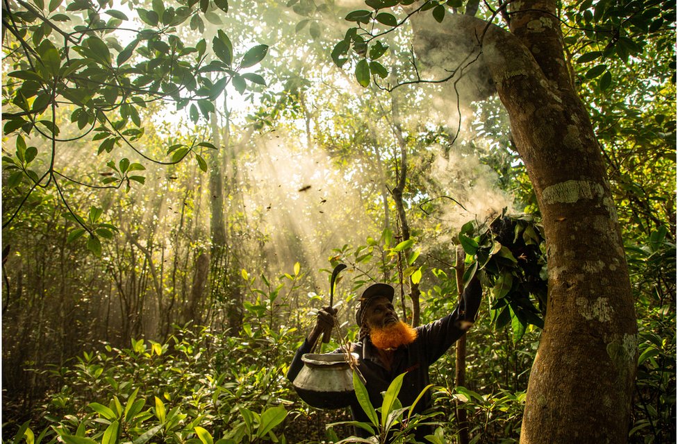 A wild honey gatherer subdues giant honeybees by smoke, deep in a mangrove forest in Bangladesh