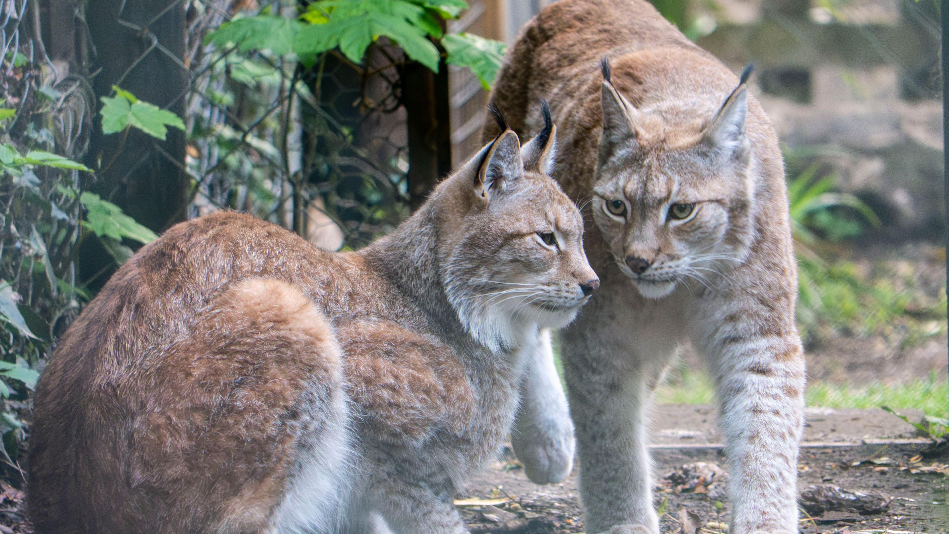 Lynx Cabin チタンペグ 40cm 16本セット 中古 ※説明文必読 Lynx siblings from Kent on 'holiday' in Devon