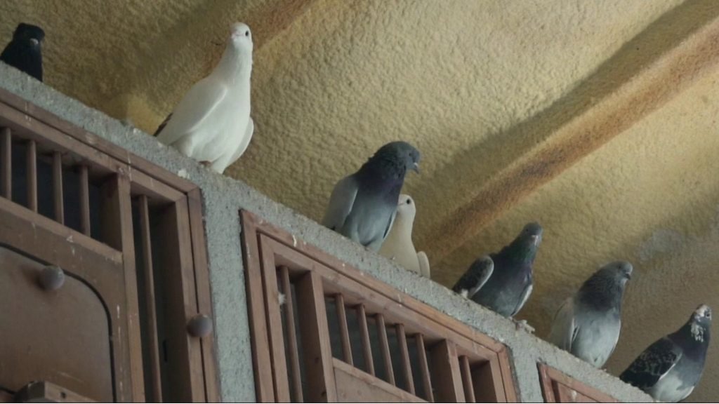 Turkey lockdown: Pigeon-keeping in Istanbul on the rise