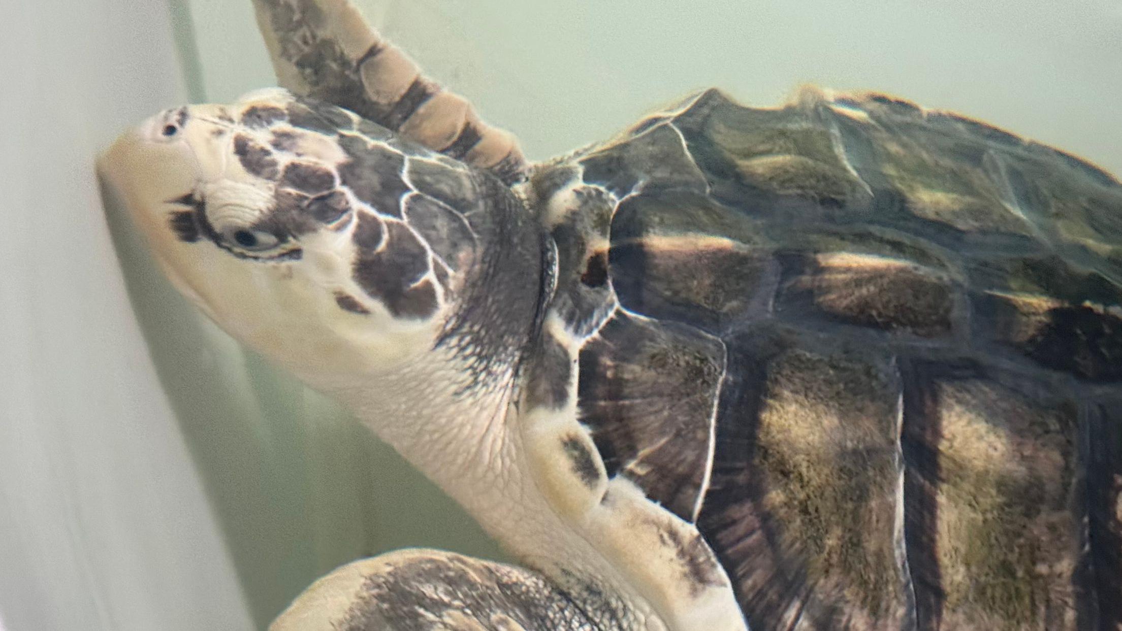 Kemps Ridley Sea Turtle