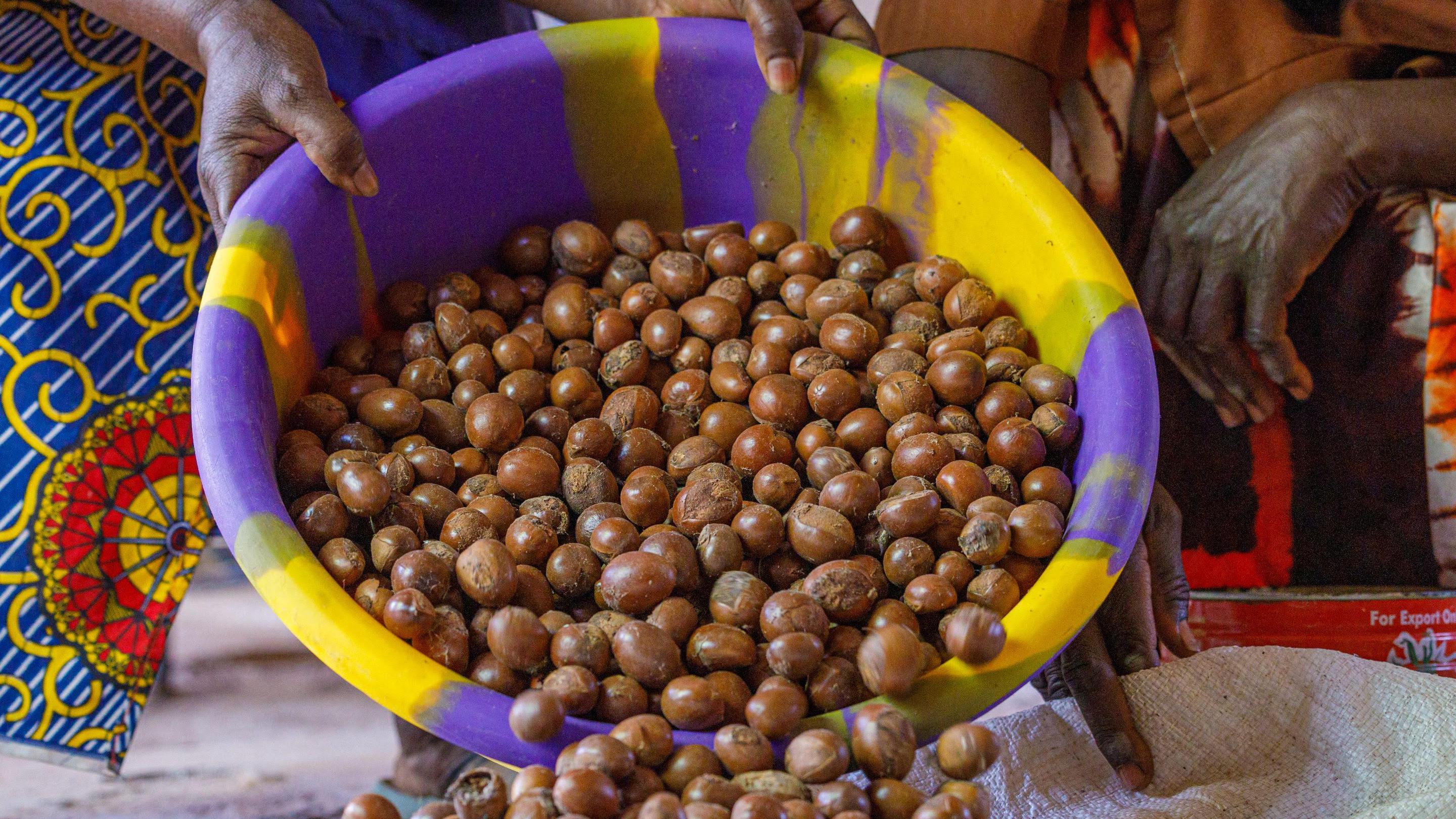 Tinubu Extends Ban on Raw Shea Nut Export to Boost Local Processing, Jobs