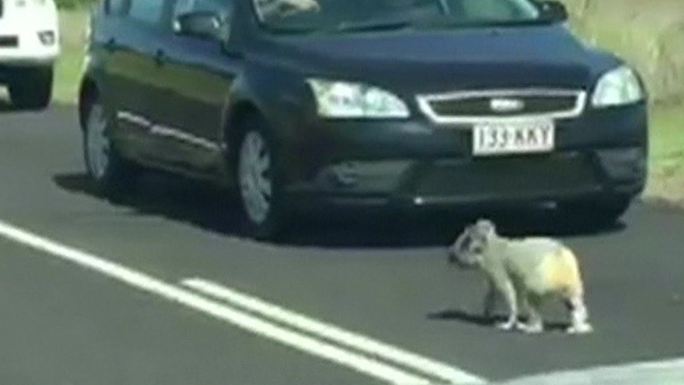 Koala on a highway in Queensland, Australia.