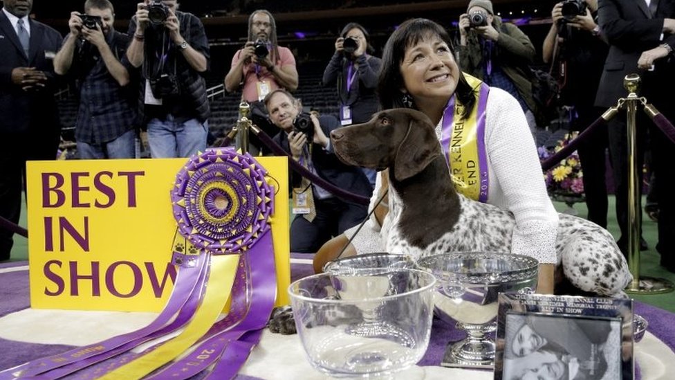 german shorthaired pointer best in show