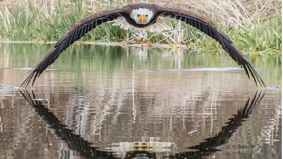 La increíble imagen de una majestuosa águila calva del canadiense Steve  Biro - BBC News Mundo