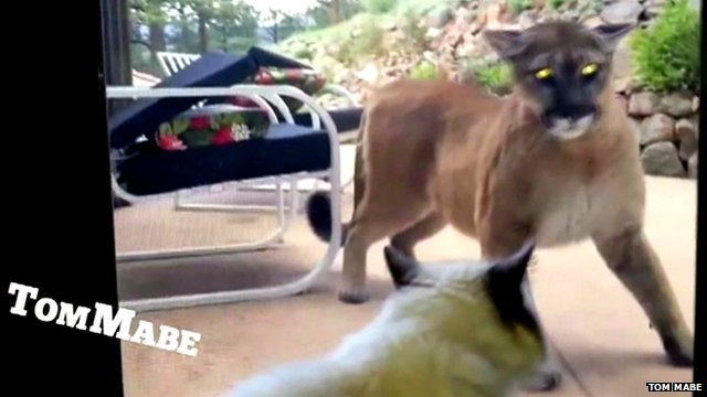 A domestic cat standing up to a mountain lion
