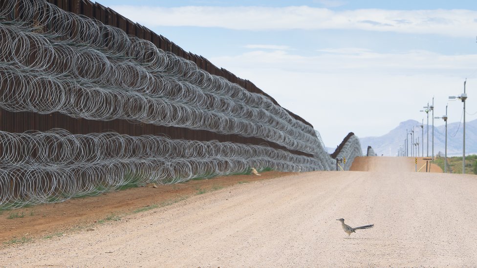 Un correcaminos se acerca al muro fronterizo en Naco, Arizona, EE.UU. Un correcaminos se acerca al muro fronterizo en Naco, Arizona, EE.UU.