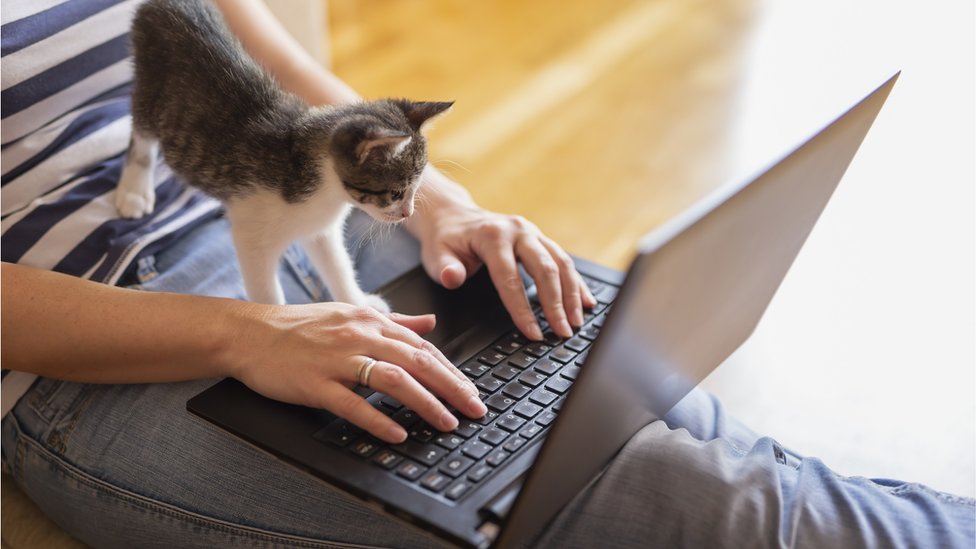 Mačka na laptopu
