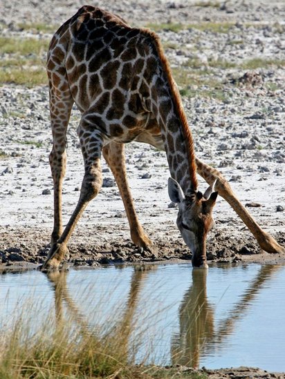 Girafa bebendo água