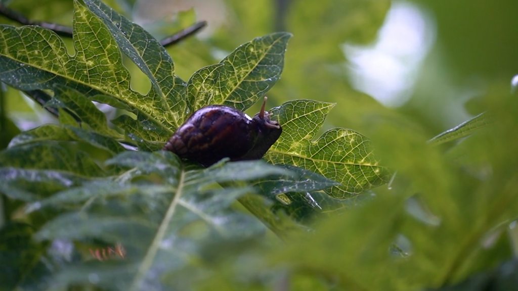 Reward for hunting African snails in India