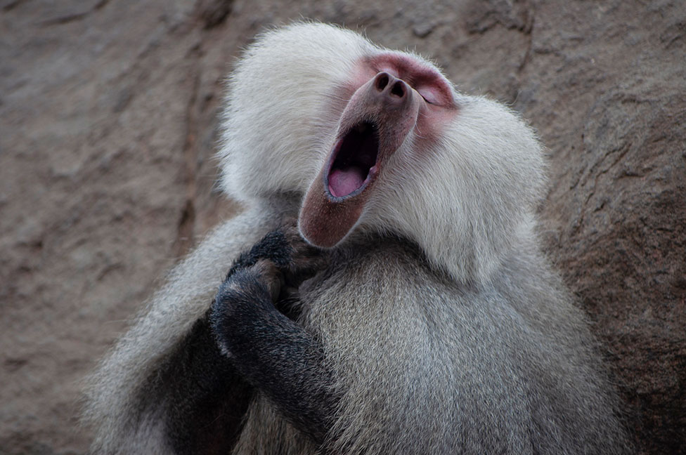 Un babuino con la boca muy abierta