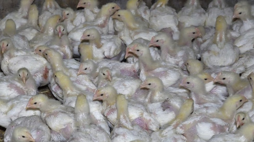Цыплята на одной из исследованных ферм