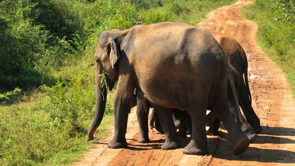 ශ්රී ලංකාවේ අලි මරණ ඉහළ යද්දී දුම්රිය, වන සංරක්ෂණ බලධාරීන් කියන කතා - BBC News සිංහල