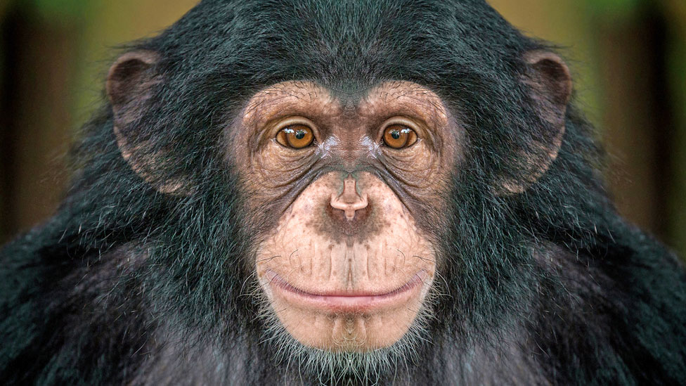 Šimpanza