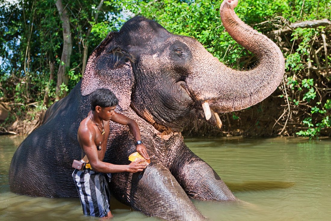 Dečak na Šri Lanki kupa slona