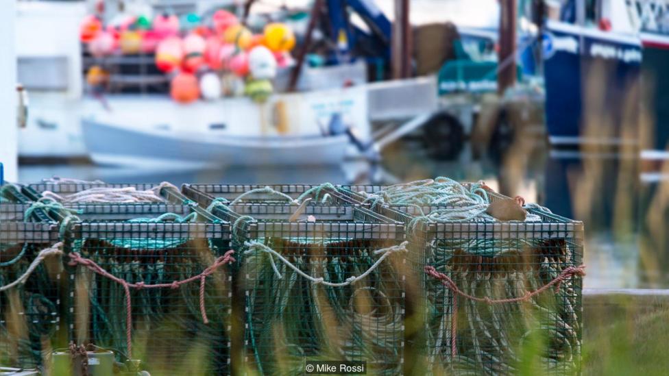 Los vigilantes del faro de Machias Seal no dudan en que llegará el fin del auge de la langosta en Machias Seal. Unas redes en la isla canadiense de Grand Manan Foto: Mike Rossi