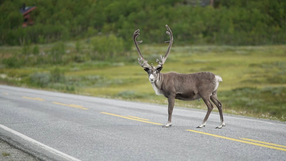 A reindeer crosses the road in Sami, northern Norway