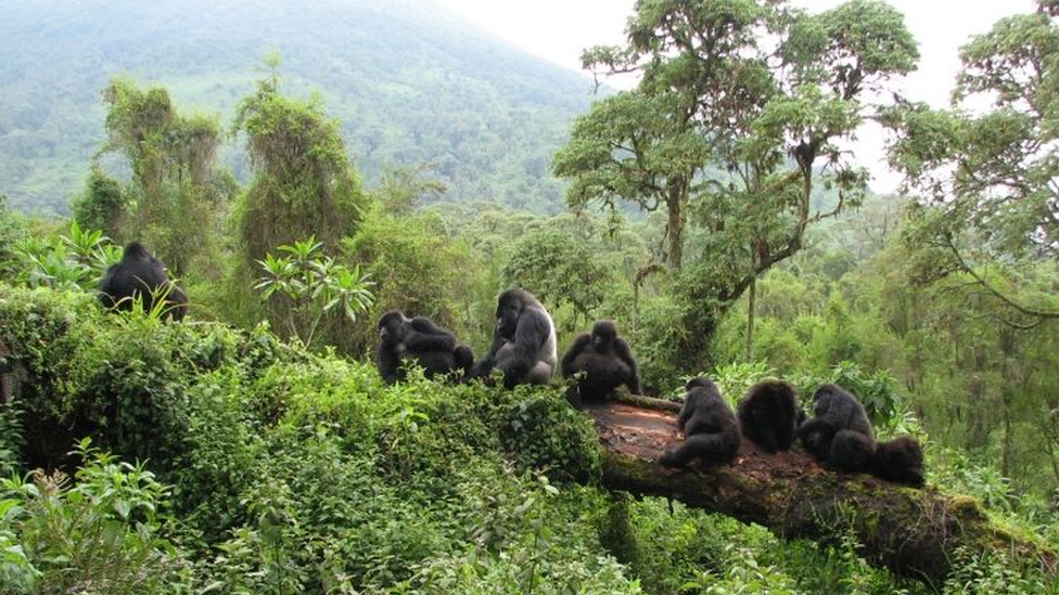 Gorilas em parque nacional na Ruanda