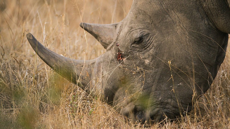 Južni beli nosotrog Londolozi