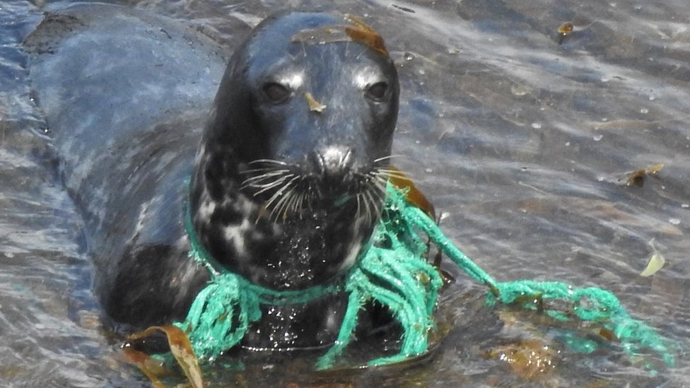 Search for Cornwall seal in trapped in trawler net - BBC News