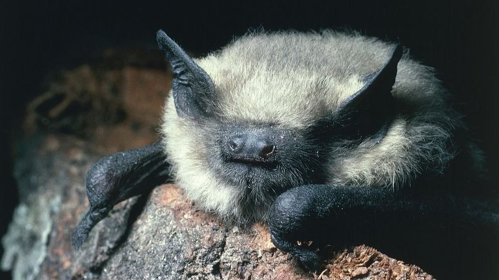 Developer Fined For Destroying Bat Home In London c News