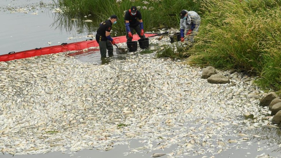 Vađenje mrtve ribe iz Odre