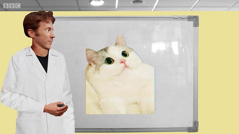 Eagleman mostrando la foto de un gato.