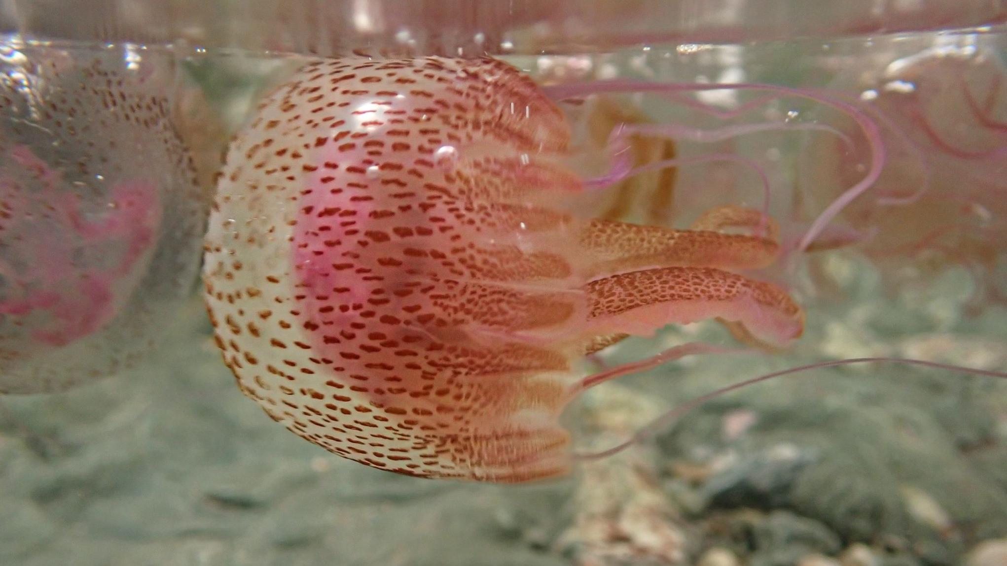Dangerous mauve stingers jellyfish spotted off Welsh beaches - BBC