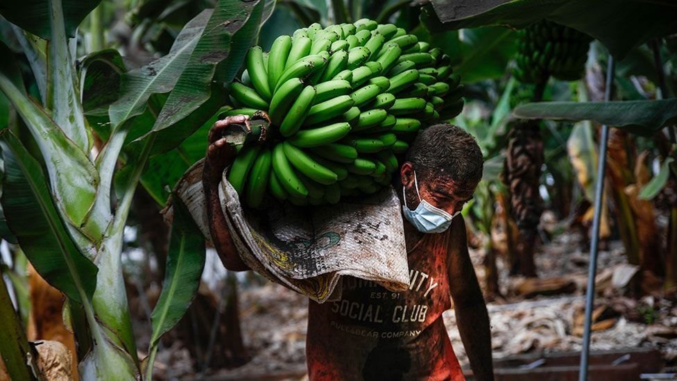 مزارع يحمل ثمار الموز