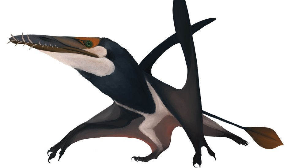 Fossil of largest Jurassic pterosaur found on Skye - BBC News