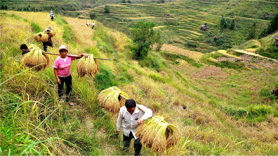 U poređenju sa drugim vrstama poljoprivrede, uzgoj pirinča zahteva veću saradnju u okviru zajednice, sa složenim sistemima navodnjavanja koji pokrivaju brojne druge placeve