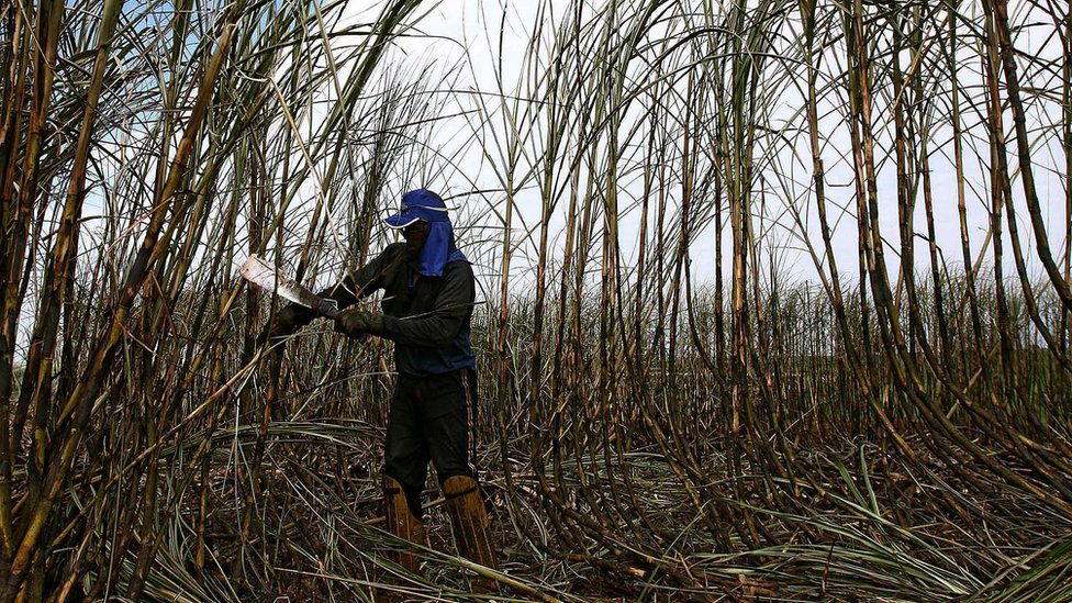 A Brazilian sugarcane worker