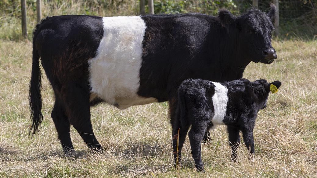 Hate Manufacturing flute Belted Galloways shepherded by GPS for flagship biodiversity scheme - BBC  News