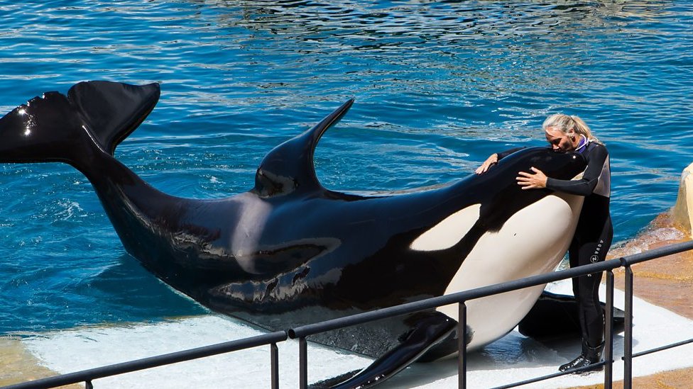 contioutra.com - Grava&ccedil;&atilde;o assustadora de orcas imitando fala humana deixa as pessoas impressionadas, mas extremamente apavoradas
