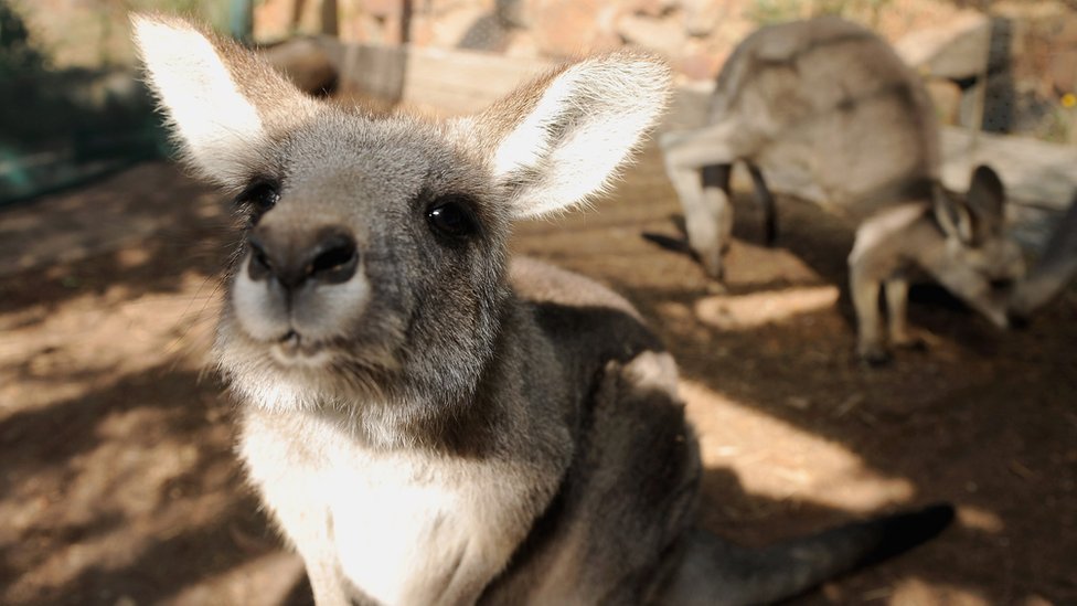 Australians urged to eat kangaroo meat - BBC News