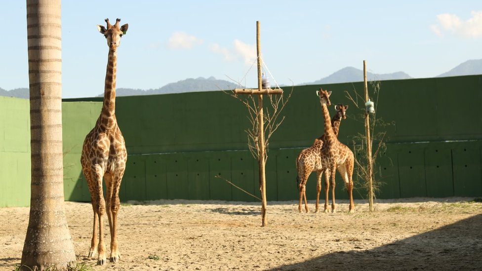 Três girafas em espaco aberto