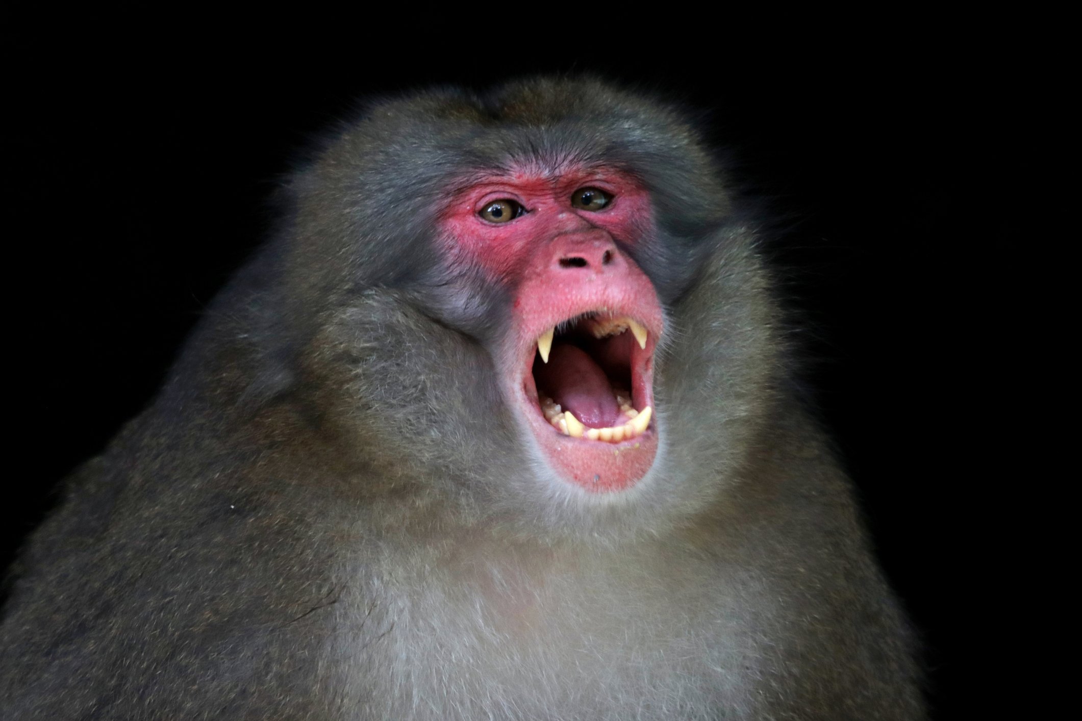 Un mono japonés en actitud agresiva