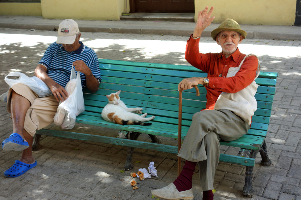 Кот отдыхает на скамейке с пожилыми мужчинами