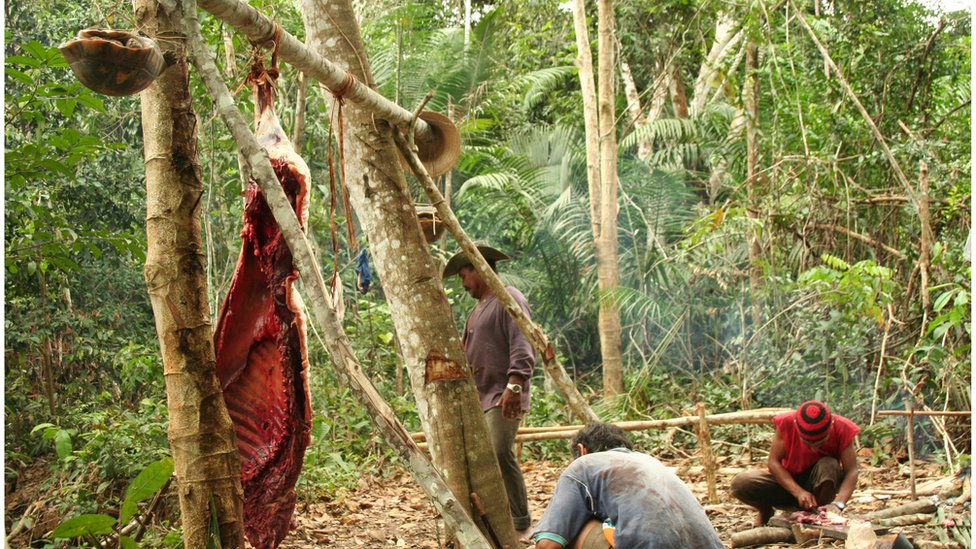Carcaças de jabuti e anta em preparo por ribeirinhos na Amazônia