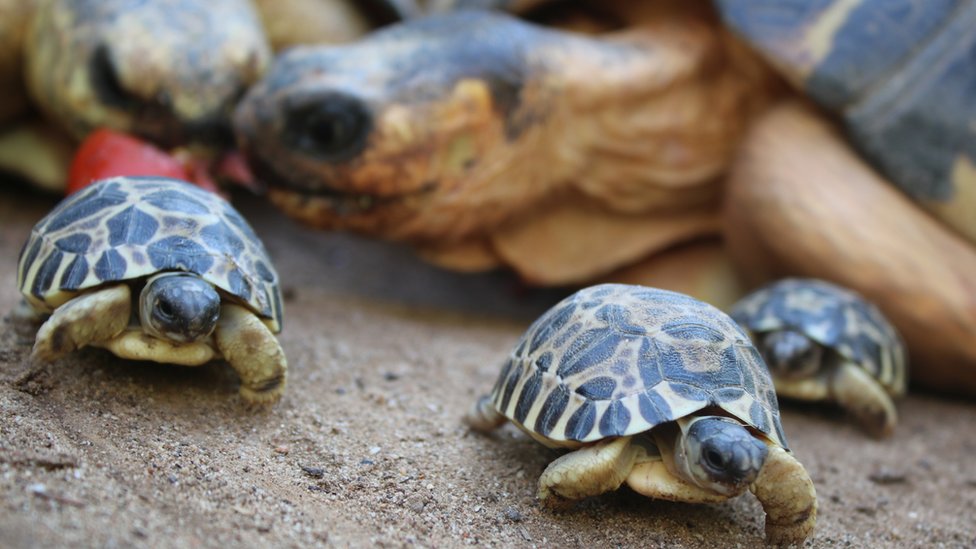 Critically endangered radiated tortoises