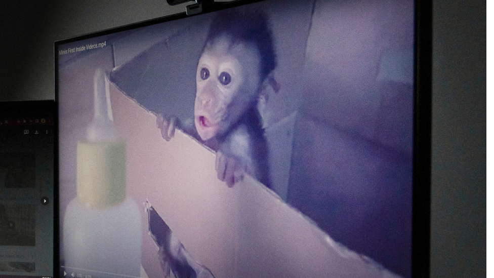 Kidderminster woman pleads guilty to role in monkey torture network